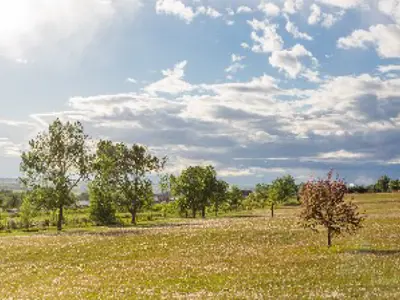 Picture of park field