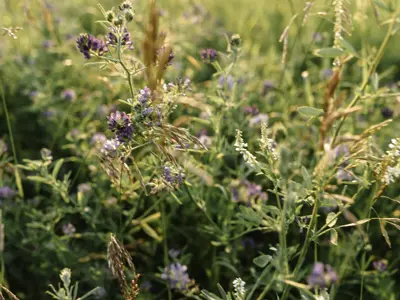 Photo of plants